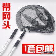 晚上钓鱼时发现一条鱿鱼