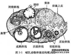“女性”是指公众还是母