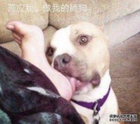 当您梦见狗不走时是什么